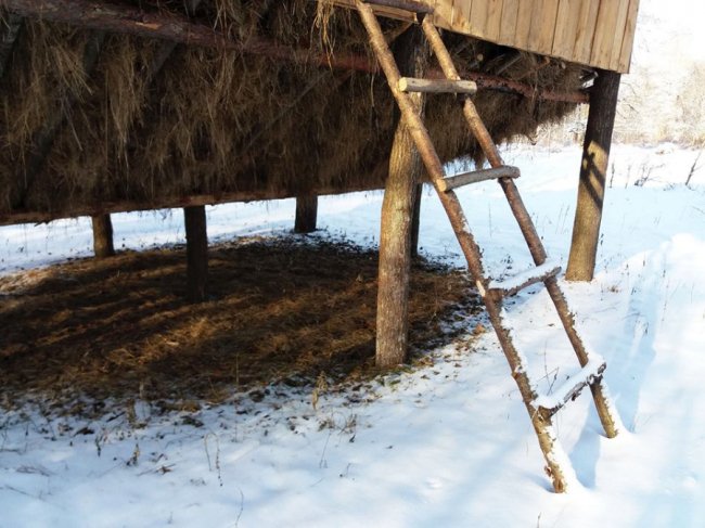 Як у волинському лісі зубрів шукали. ФОТО