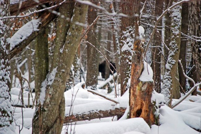 Як у волинському лісі зубрів шукали. ФОТО