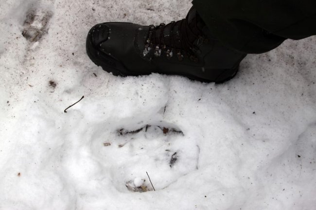 Як у волинському лісі зубрів шукали. ФОТО