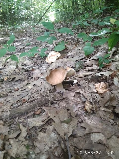 Рекордний «улов»: на Волині чоловік назбирав повні кошики білих грибів. ФОТО