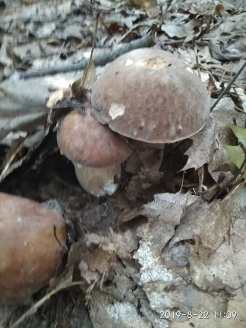 Рекордний «улов»: на Волині чоловік назбирав повні кошики білих грибів. ФОТО