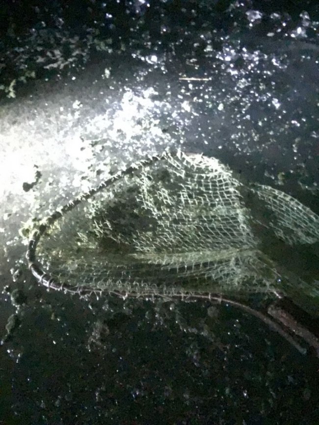 На Волині браконьєри виловлюють рідкісні водорості з озера Світязь. ФОТО