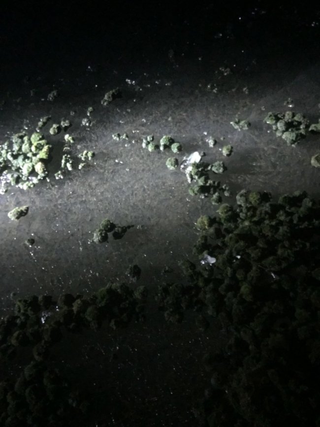 На Волині браконьєри виловлюють рідкісні водорості з озера Світязь. ФОТО