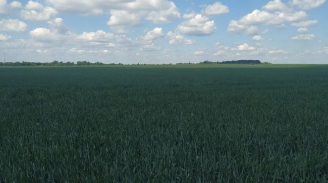 На Волині завершилась посівна. ВІДЕО