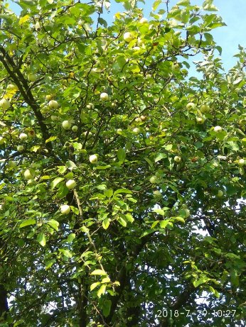 Натрапив на перлинку Полісся, – волинянин про хутір на околицях Світязя