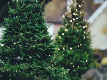 Як волинянам доведеться відповідати за незаконно зрубані ялинки і нелегальний продаж