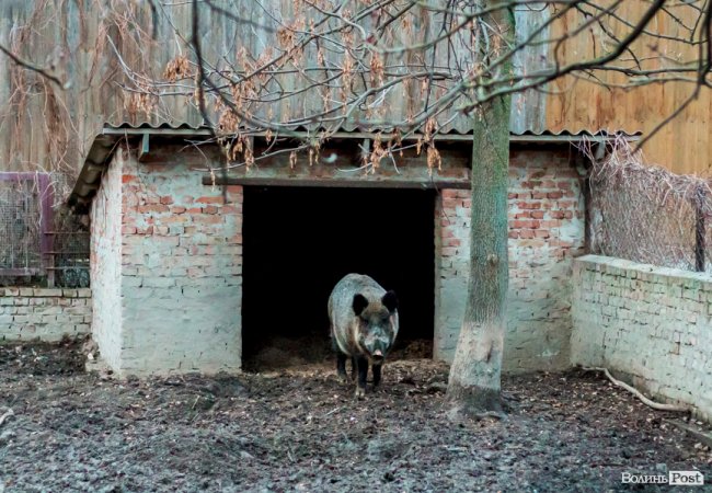 Рік Свині: милі п'ятачки луцького зоопарку. ФОТО