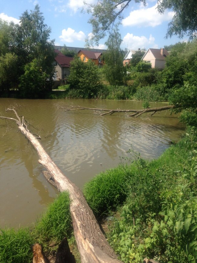 Фахівці назвали причину загибелі риби на Кічкарівських ставках