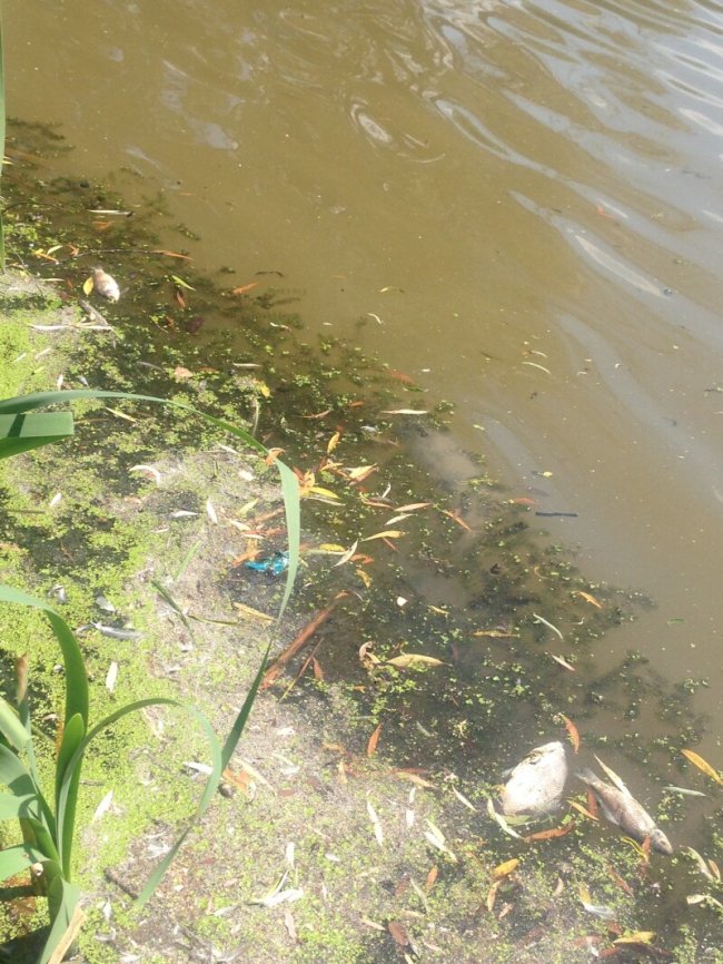 Фахівці назвали причину загибелі риби на Кічкарівських ставках