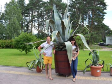 Подружжя з Волині вирощує у себе вдома екзотичну мексиканську агаву