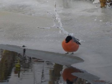 Погода в Луцьку та Волинській області на завтра, 12 січня