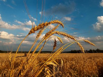 Погода у Луцьку та Волинській області на завтра, 23 серпня