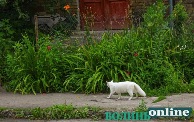 Коти на луцьких вулицях. ФОТО
