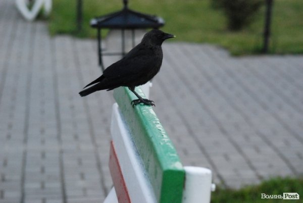 Місто, яке я люблю. Луцьк прокидається. Частина 4