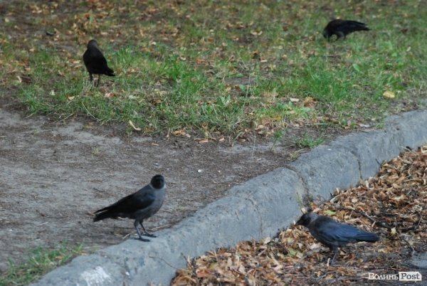 Місто, яке я люблю. Луцьк прокидається. Частина 4