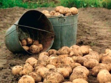 Волиняни стали їсти менше картоплі та цукру