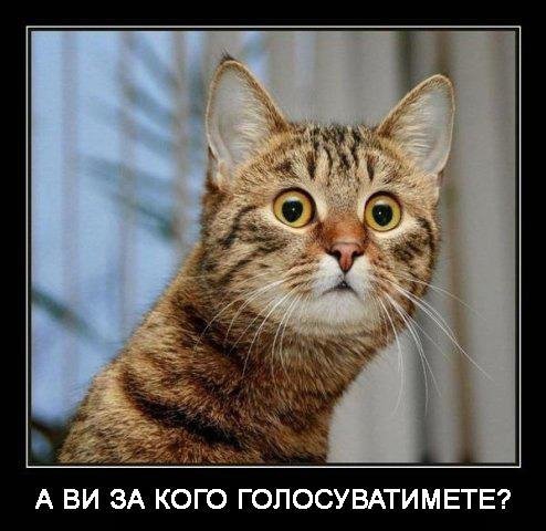 Бабуся і кіт: фотожабоманія триває. ФОТО