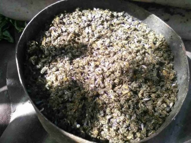 Пасічники б’ють на сполох через загибель бджіл на Волині