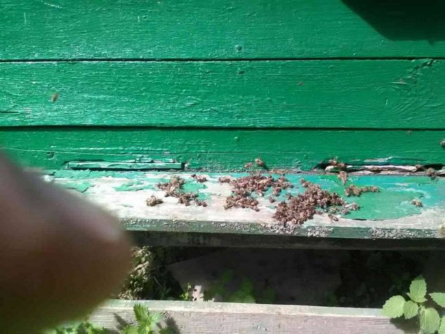 Пасічники б’ють на сполох через загибель бджіл на Волині