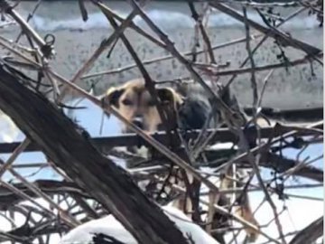 Шкіра та кістки: у Ковелі скаржаться на «притулок» для собак