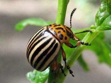 Велика війна німців з колорадським жуком*