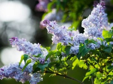 Погода у Луцьку на завтра, 27 травня