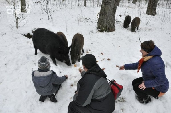 Як на Волині діти підгодовували диких тварин. ФОТО