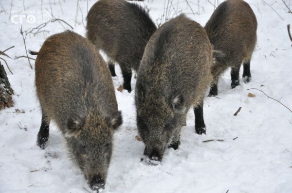 Як на Волині діти підгодовували диких тварин. ФОТО