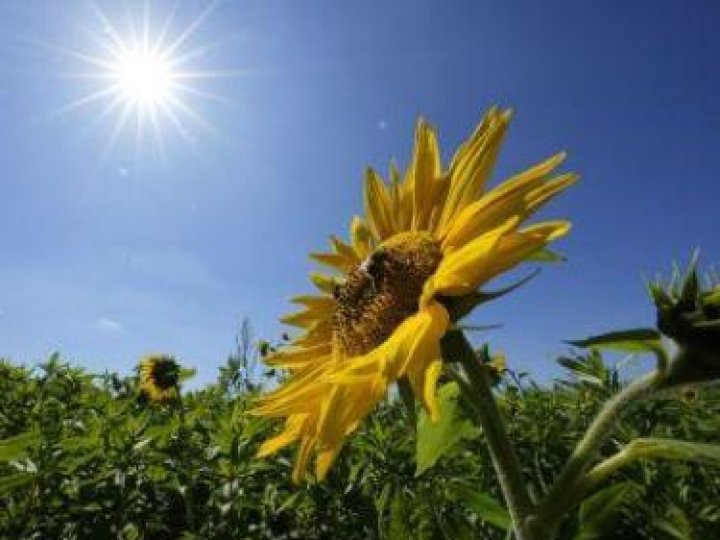 У Луцьку зареєстрували історичну спеку