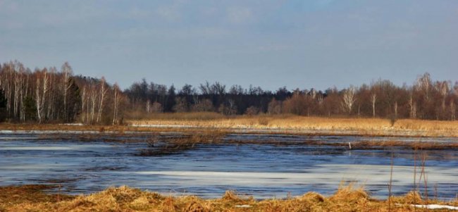 Казкові краєвиди Цуманської пущі. ФОТО