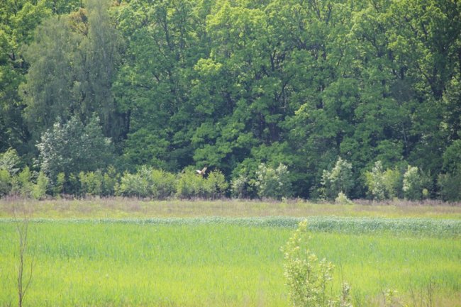 Казкові краєвиди Цуманської пущі. ФОТО