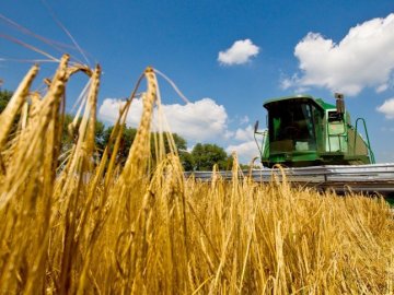 На Волині завершили молотити озимий ячмінь
