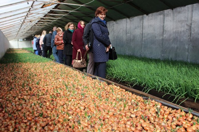 Малина, полуниця, цибуля: як на Волині фермери вирощують органічну продукцію
