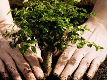 На дерева та газони у Ковелі витратять 1,44 мільйона