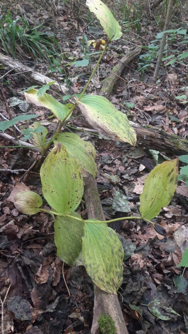 У нацпарку на Волині досліджують червонокнижні рослини