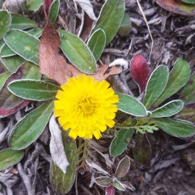 У нацпарку на Волині досліджують червонокнижні рослини