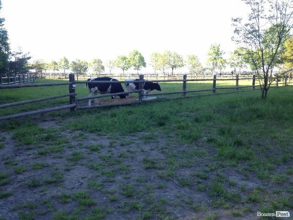 На вихідні -  у «Межигір'я». ФОТО 