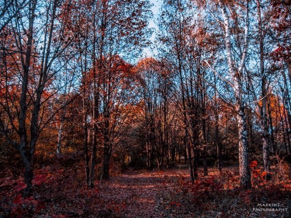 Луцькі парки восени. ФОТО