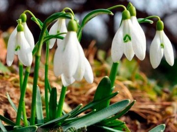 Погода в Луцьку та Волинській області на завтра, 29 березня