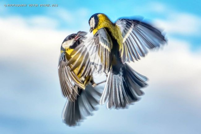 Лучанин опублікував дивовижні фото «майстрів вищого пілотажу»