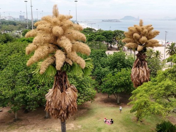 У Бразилії розквітли пальми, які цвітуть лише раз на 80 років