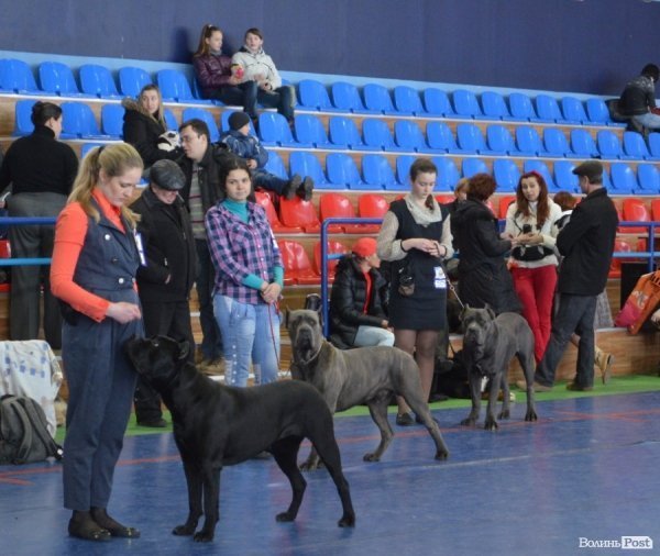 У Луцьку ‒ виставка собак. ФОТО