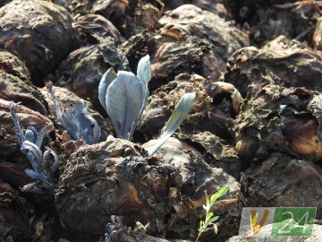 Волинське село засмерділося гнилою капустою. ФОТО