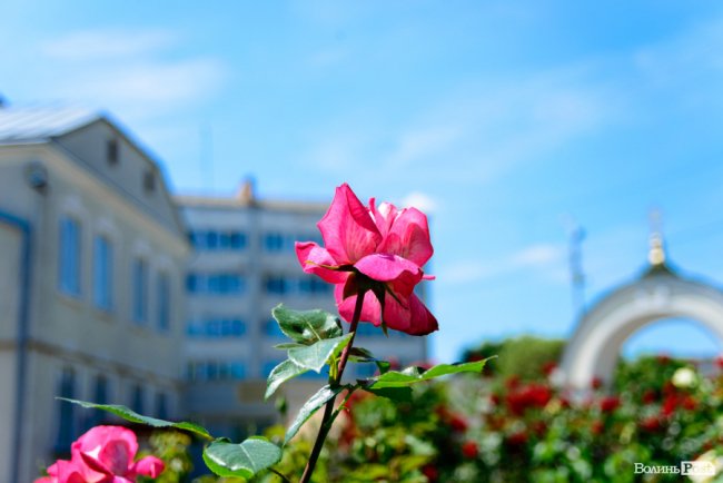 Літні пахощі: головний собор Луцька тоне в трояндах. ФОТОРЕПОРТАЖ