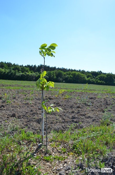 Горіховий рай: як на Волині плекають «смачну і корисну» плантацію