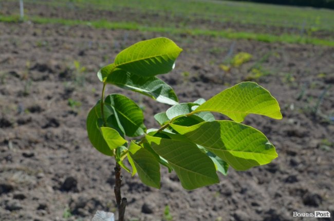 Горіховий рай: як на Волині плекають «смачну і корисну» плантацію