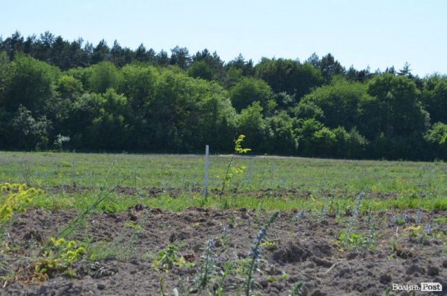 Горіховий рай: як на Волині плекають «смачну і корисну» плантацію