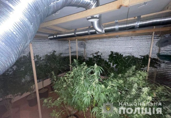 Нарколабораторія на Волині: правоохоронці вилучили канабісу на понад пів мільйона гривень. ФОТО