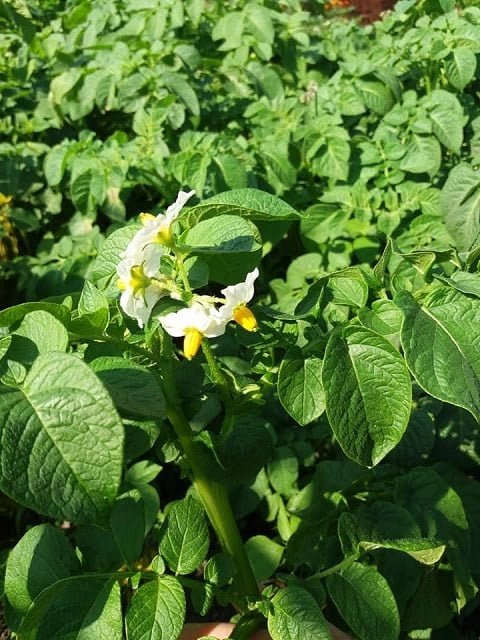 Волинянин планує за рік зібрати два врожаї картоплі. ФОТО 