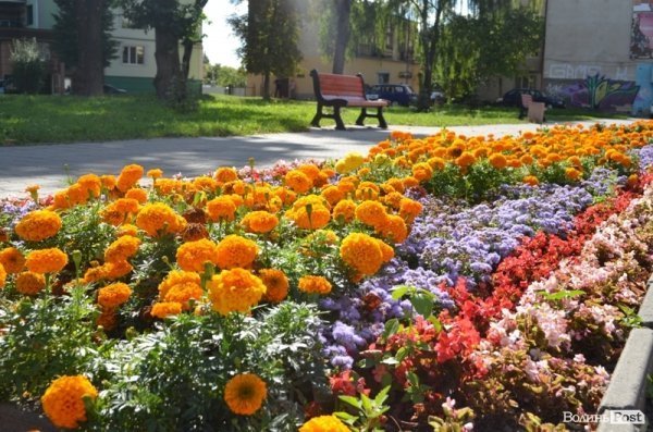 Місто, яке я люблю. Квіти Луцька